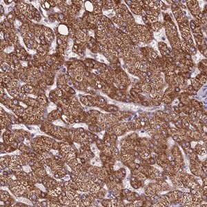 Merck Anti-ZNF248 antibody produced in rabbit