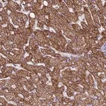 Merck Anti-ZNF248 antibody produced in rabbit