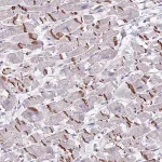 Merck Anti-MRM2 antibody produced in rabbit