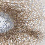 Merck Anti-SMYD5 antibody produced in rabbit