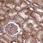 Merck Anti-ZNF248 antibody produced in rabbit