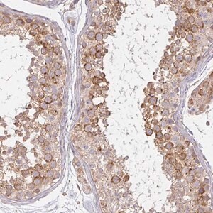 Merck Anti-CNTRL antibody produced in rabbit