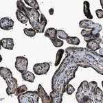 Merck Anti-TNRC18 antibody produced in rabbit