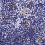 Merck Anti-SLC46A2 antibody produced in rabbit
