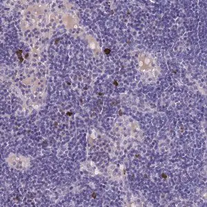 Merck Anti-ASAP3 antibody produced in rabbit