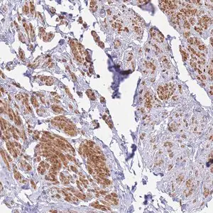 Merck Anti-ASAP3 antibody produced in rabbit
