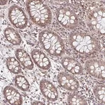 Merck Anti-NUB1 antibody produced in rabbit