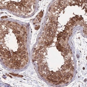 Merck Anti-CNTRL antibody produced in rabbit