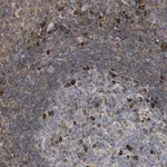 Merck Anti-FGD3 antibody produced in rabbit