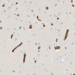Merck Anti-SLFN12 antibody produced in rabbit