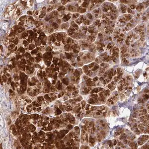 Merck Anti-AEBP2 antibody produced in rabbit