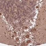 Merck Anti-ADAMTS3 antibody produced in rabbit