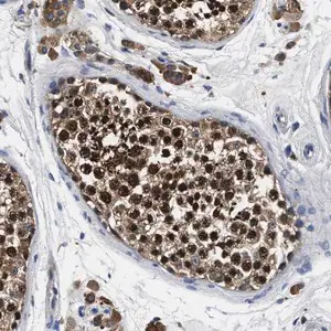 Merck Anti-ANKIB1 antibody produced in rabbit
