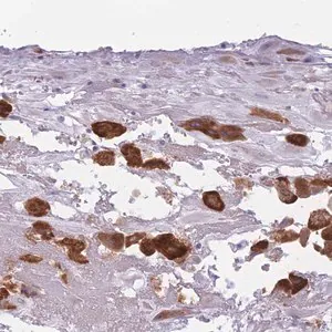 Merck Anti-COL27A1 antibody produced in rabbit