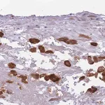 Merck Anti-COL27A1 antibody produced in rabbit