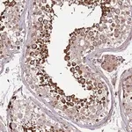 Merck Anti-ZNF624 antibody produced in rabbit