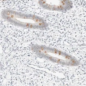 Merck Anti-SPAG1 antibody produced in rabbit