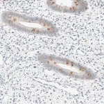 Merck Anti-SPAG1 antibody produced in rabbit