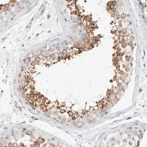 Merck Anti-RTN4 antibody produced in rabbit