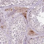 Merck Anti-ZNF583 antibody produced in rabbit
