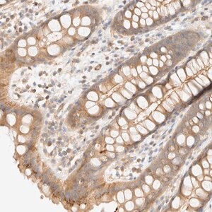 Merck Anti-OTOP2 antibody produced in rabbit