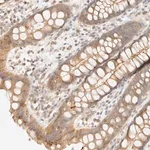 Merck Anti-OTOP2 antibody produced in rabbit