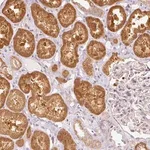 Merck Anti-SNAPC5 antibody produced in rabbit