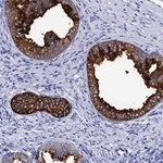 Merck Anti-SSFA2 antibody produced in rabbit