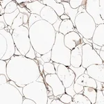 Merck Anti-ADIRF antibody produced in rabbit