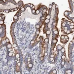 Merck Anti-MRPL48 antibody produced in rabbit