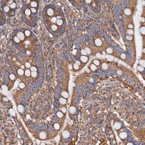 Merck Anti-MRPL48 antibody produced in rabbit
