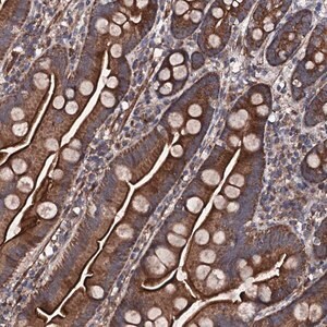 Merck Anti-COG4 antibody produced in rabbit