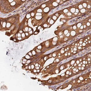 Merck Anti-HGF antibody produced in rabbit