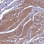 Merck Anti-NKD1 antibody produced in rabbit