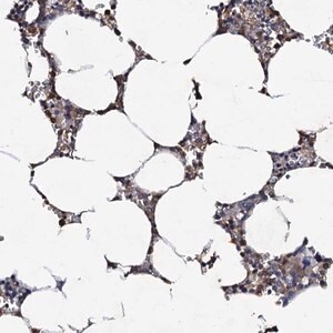 Merck Anti-CPNE2 antibody produced in rabbit