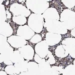 Merck Anti-CPNE2 antibody produced in rabbit