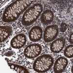 Merck Anti-RNF165 antibody produced in rabbit