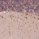 Merck Anti-S100PBP antibody produced in rabbit