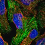 Merck Anti-RFLNB antibody produced in rabbit