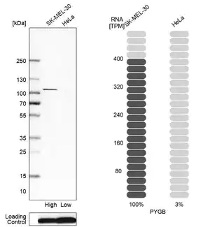 Merck Anti-PYGB antibody produced in rabbit