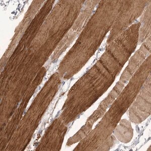 Merck Anti-P2RX6 antibody produced in rabbit