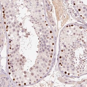 Merck Anti-DPPA4 antibody produced in rabbit