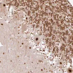 Merck Anti-SYT15 antibody produced in rabbit