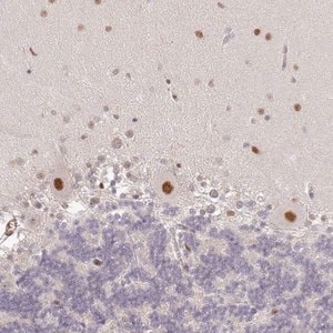 Merck Anti-GPRIN2 antibody produced in rabbit