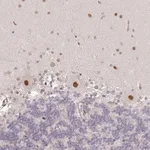 Merck Anti-GPRIN2 antibody produced in rabbit