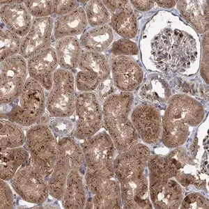 Merck Anti-ELP4 antibody produced in rabbit