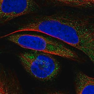 Merck Anti-VWA8 antibody produced in rabbit