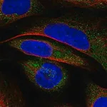 Merck Anti-VWA8 antibody produced in rabbit