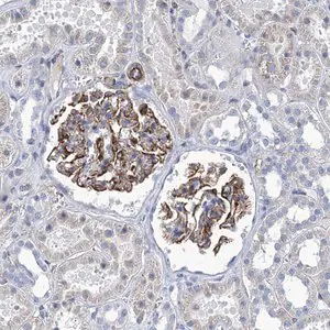 Merck Anti-NEU3 antibody produced in rabbit