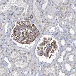 Merck Anti-NEU3 antibody produced in rabbit